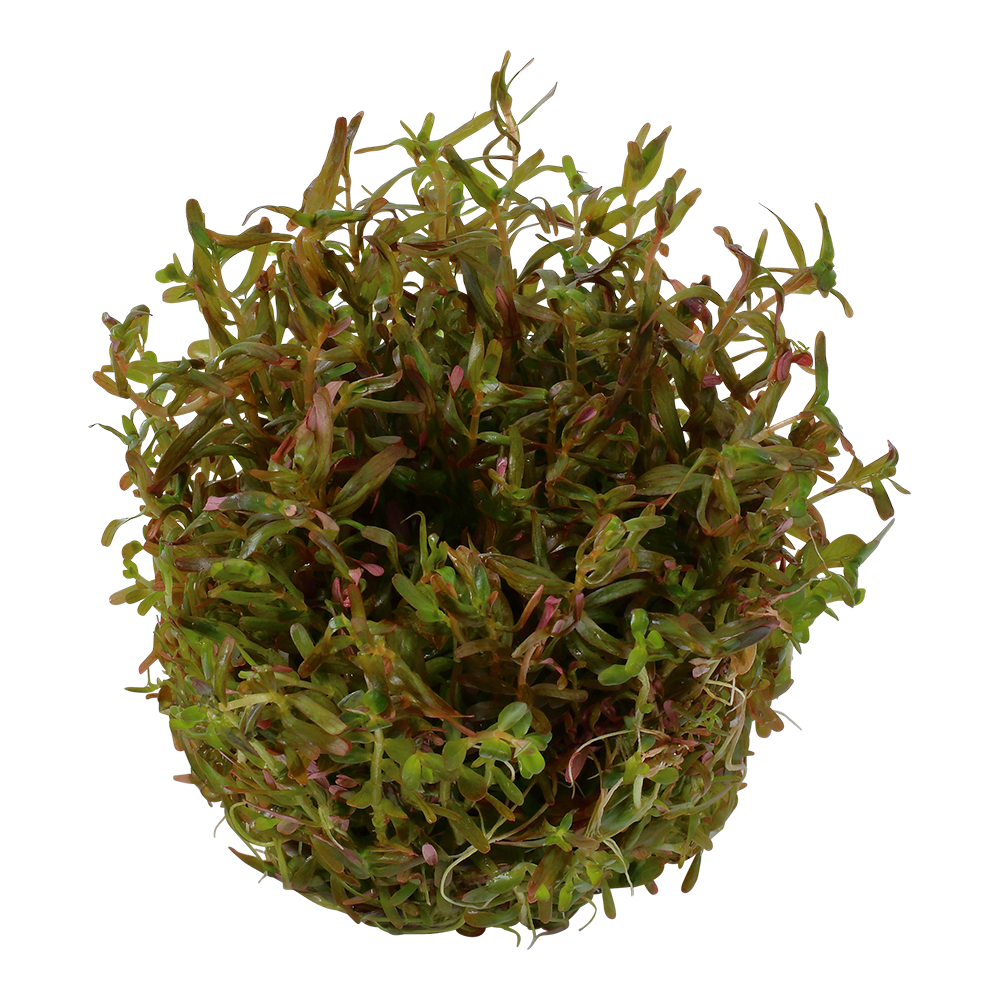 Dennerle Rotala rotundifolia H'ra Plant-It