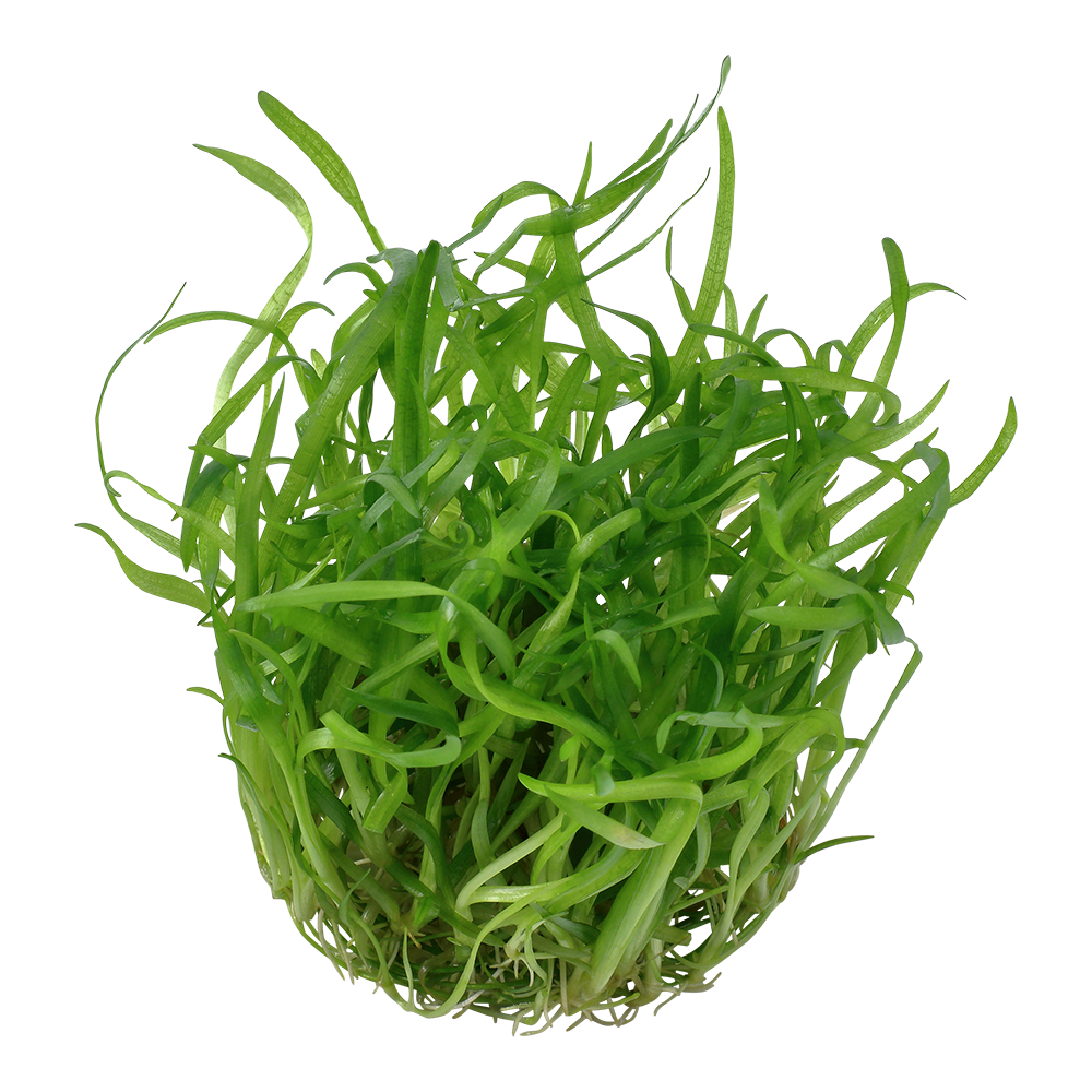 Aquafleur Sagittaria subulata Easy Grow