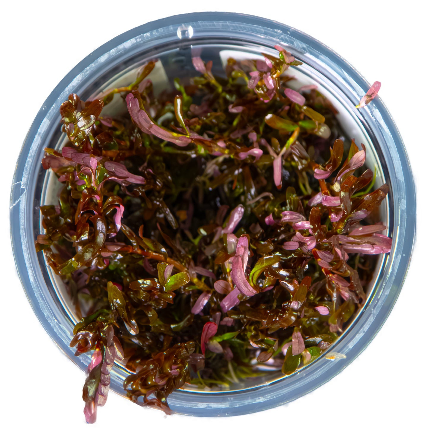 Tropica Rotala rotundifolia 'Blood Red' 1-2-GROW