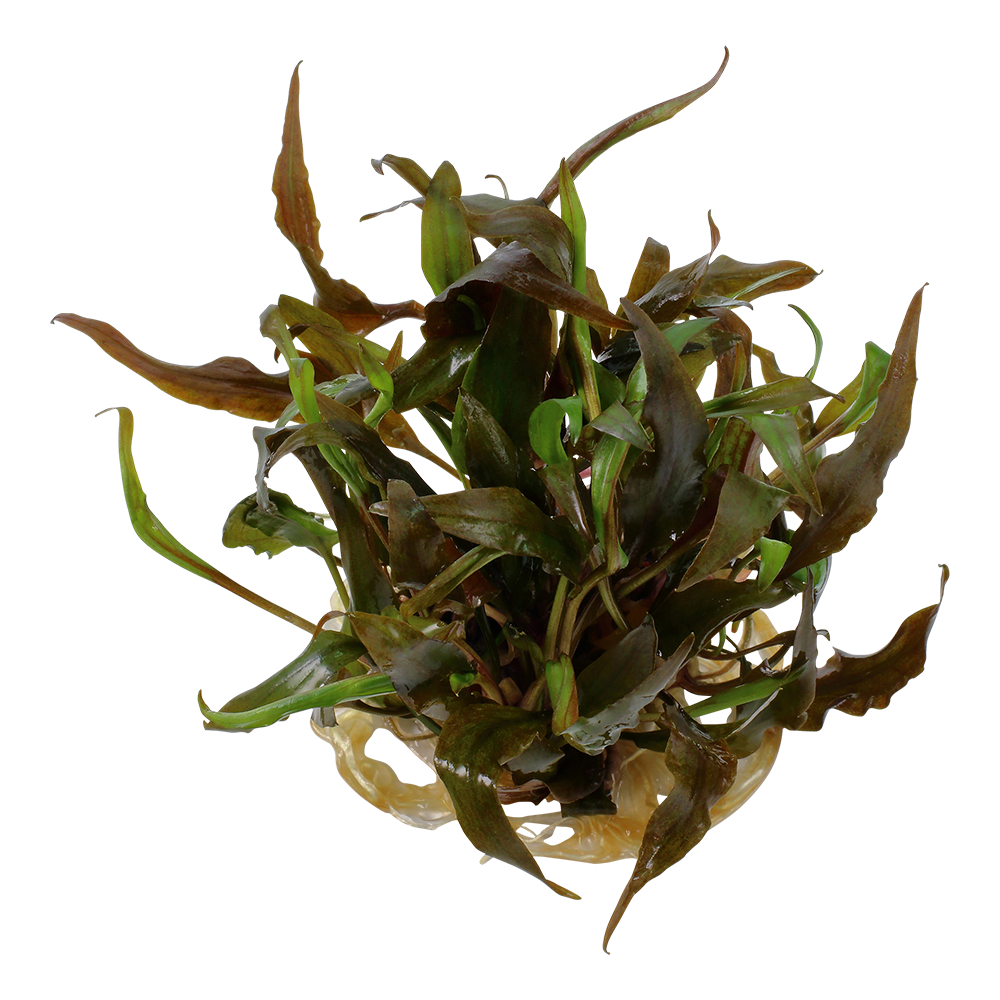 Tropica Cryptocoryne undulatus Red 1-2-GROW