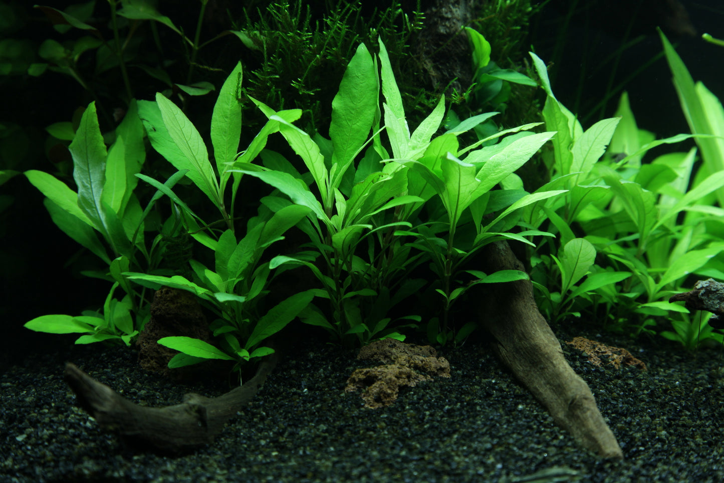 Tropica Hygrophila Siamensis 53B Mini Pot