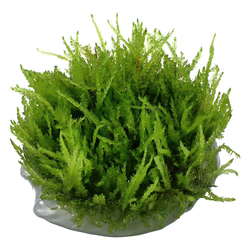 Dennerle Vesicularia ferriei Weeping Moss Plant-It