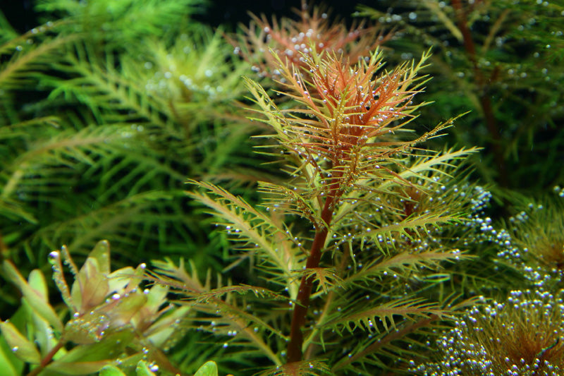 Tropica Proserpinaca palustris 'Cuba' 1-2-GROW