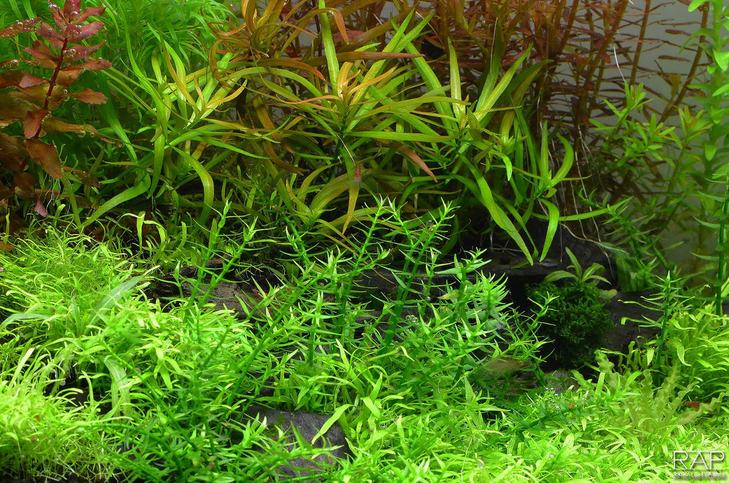 Aquafleur Gratiola viscidula Easy Grow