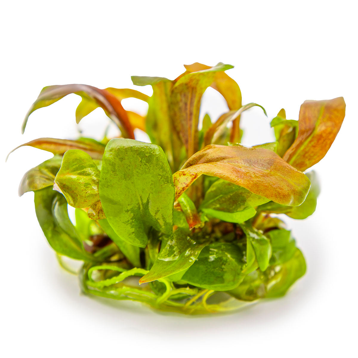 Tropica Lysimachia parvifolia ‘Red’ 1-2-GROW