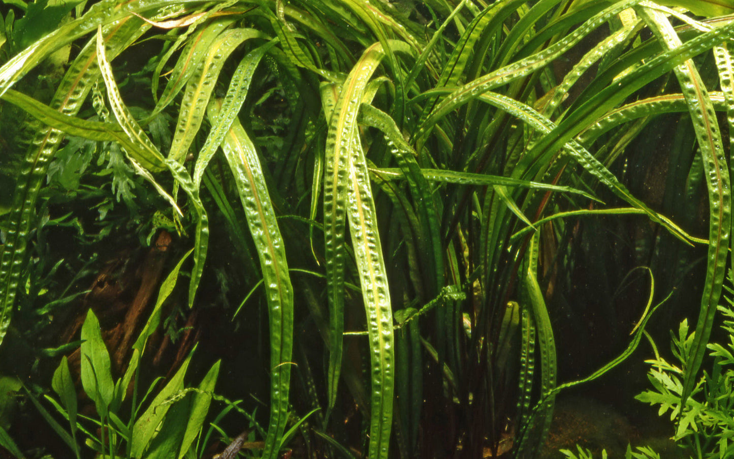 Dennerle Cryptocoryne crispatula Plant-It