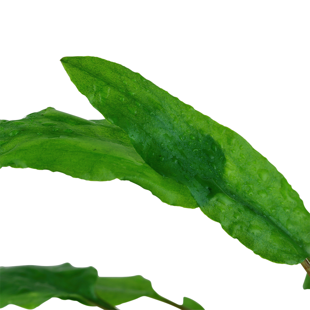 Dennerle Cryptocoryne wendtii Broad Leaf Plant-It