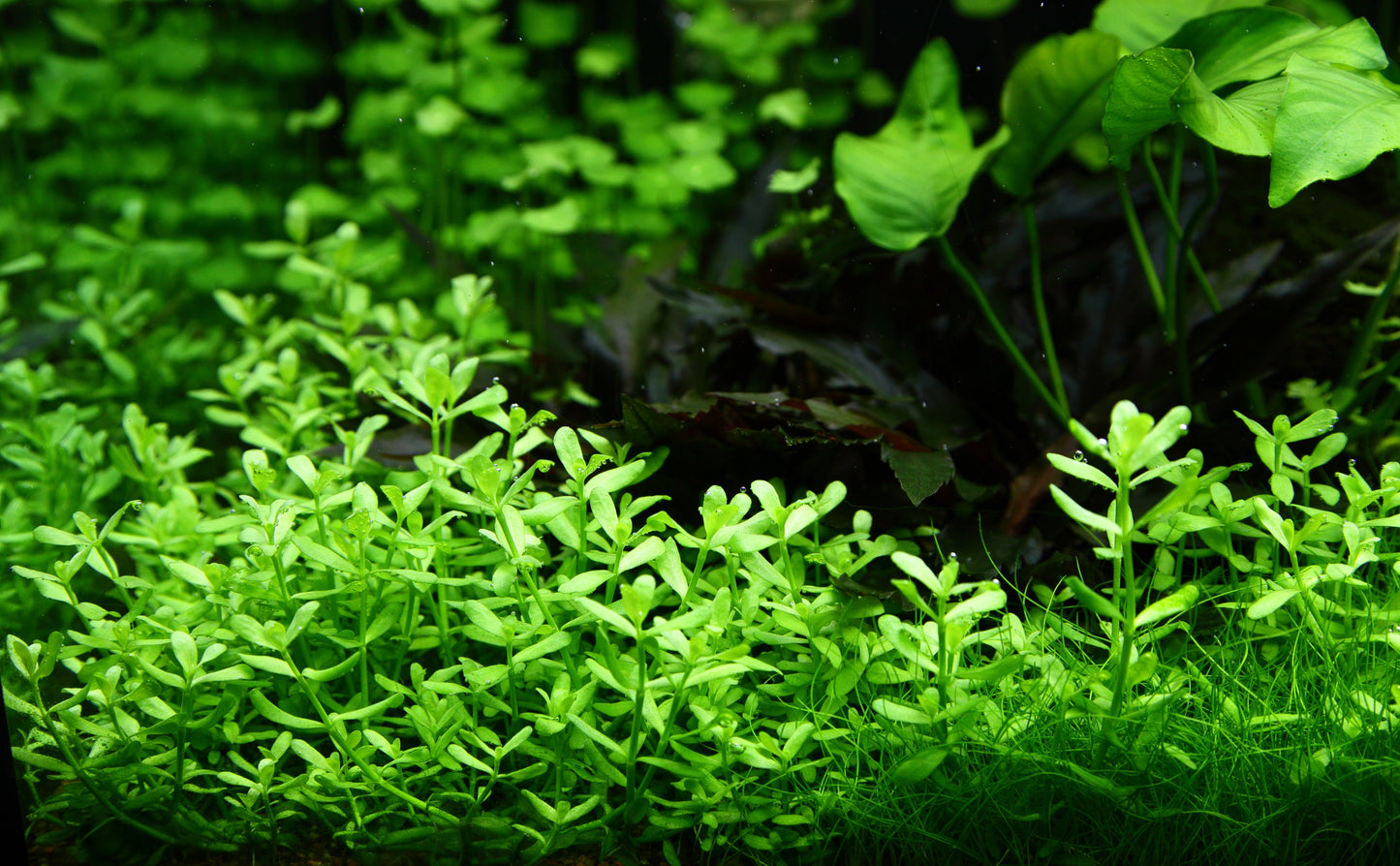 Tropica Bacopa compact PCS