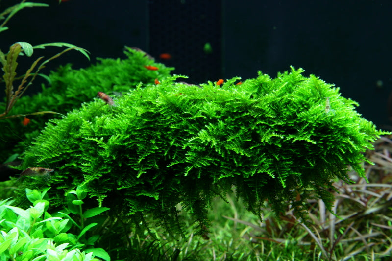 Aquadip Vesicularia montagnei Christmas Moss In-Vitro