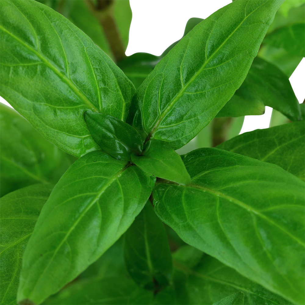 Tropica Staurogyne repens PCS