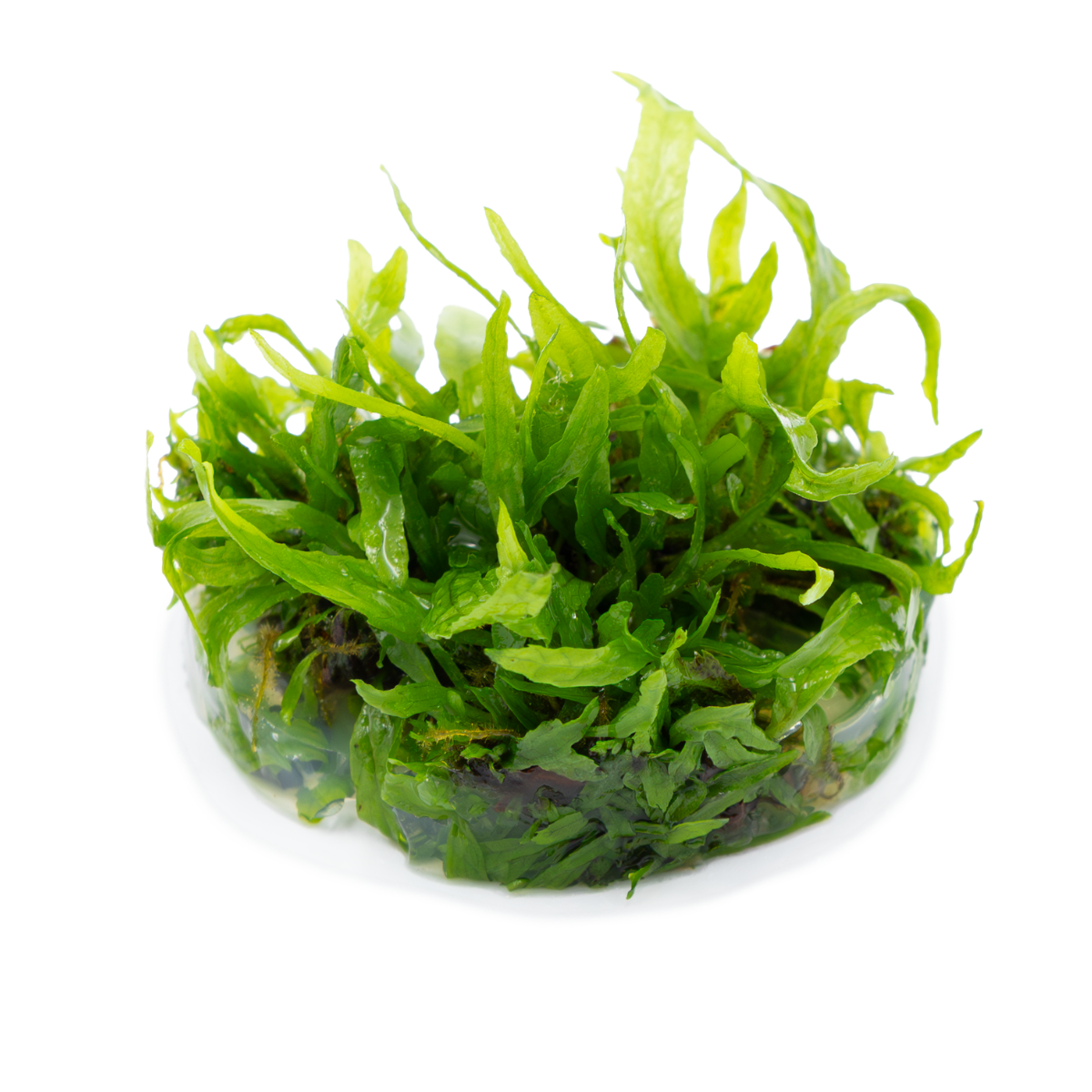 Tropica Microsorum pteropus 'Narrow' 1-2-GROW Java Fern