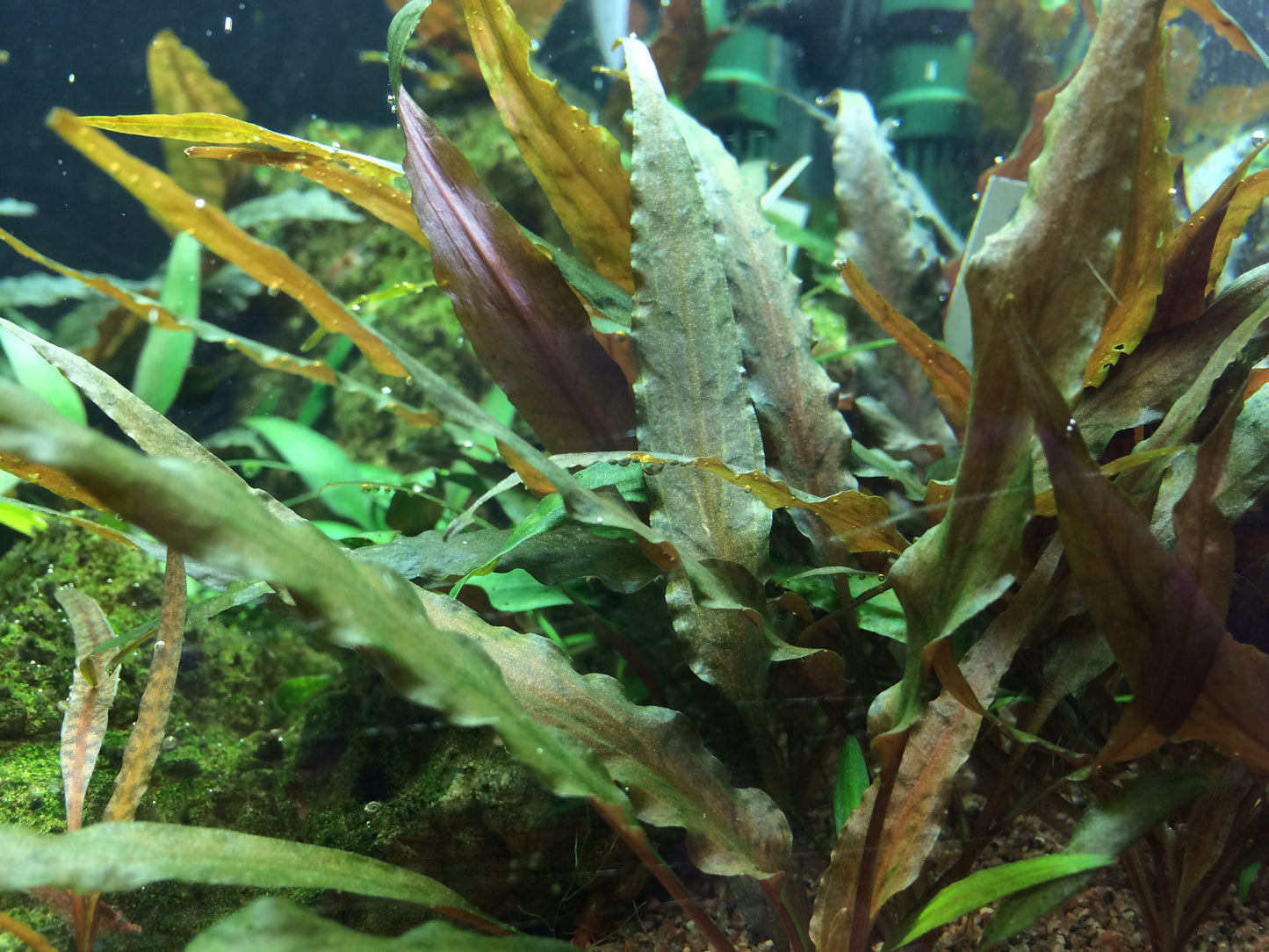 Tropica Cryptocoryne undulatus Red 1-2-GROW