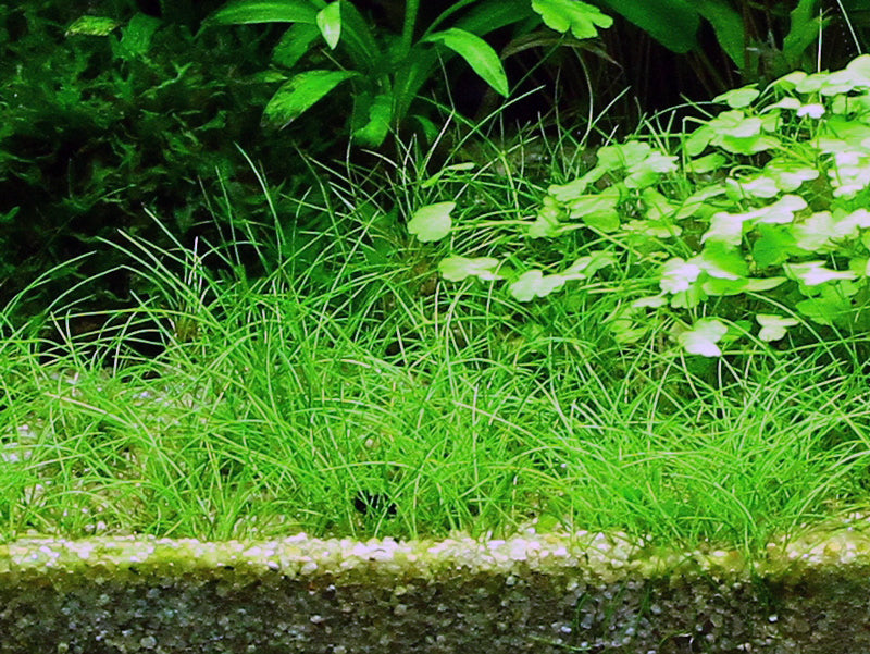 Tropica Eleocharis acicularis 1-2-GROW