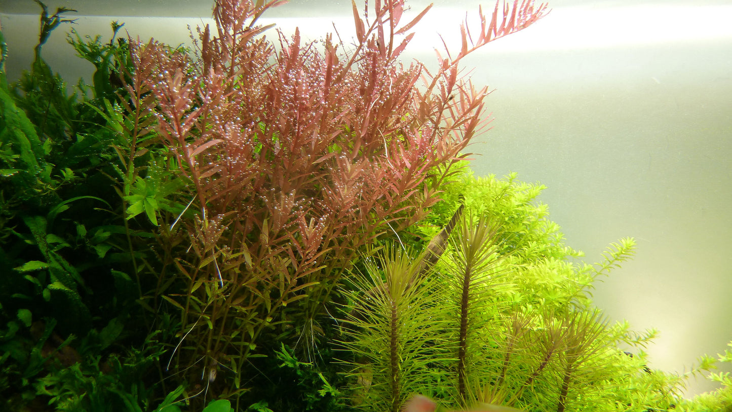 Tropica Rotala rotundifolia PCS