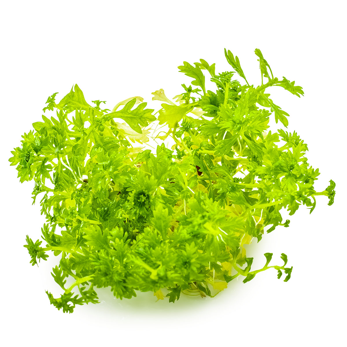 Aquafleur Hottonia palustris Easy Grow