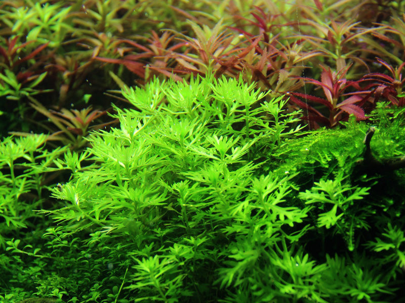 Aquafleur Hottonia palustris Easy Grow