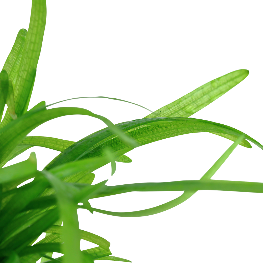 Dennerle Sagittaria subulata Plant-It