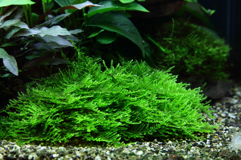 Tropica Taxiphyllum Spiky Moss 1-2-GROW