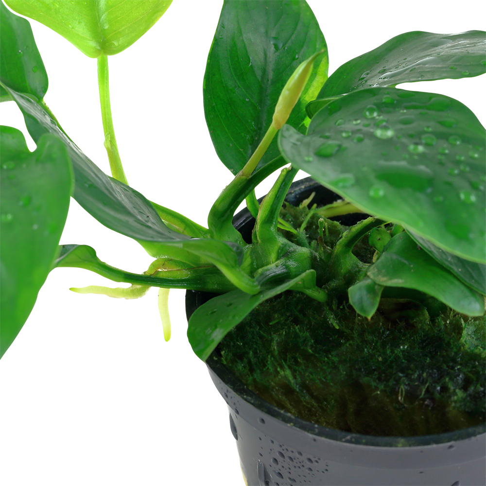 Tropica Anubias barteri nana PCS