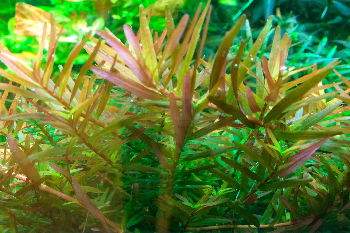 Dennerle Rotala rotundifolia H'ra Plant-It