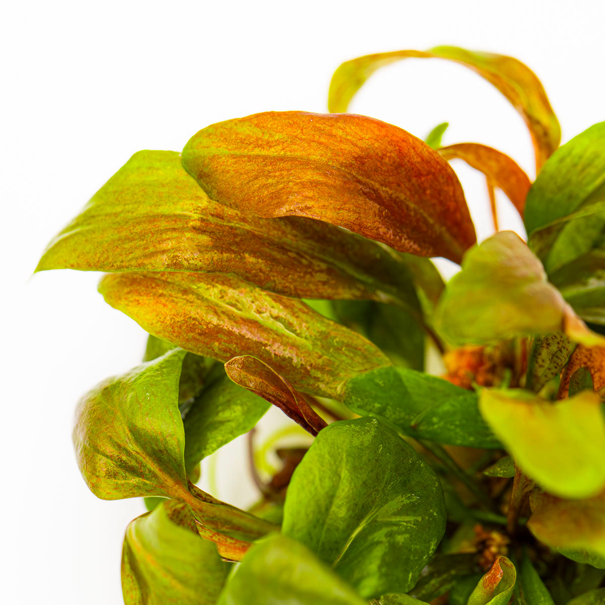 Tropica Lysimachia parvifolia ‘Red’ 1-2-GROW