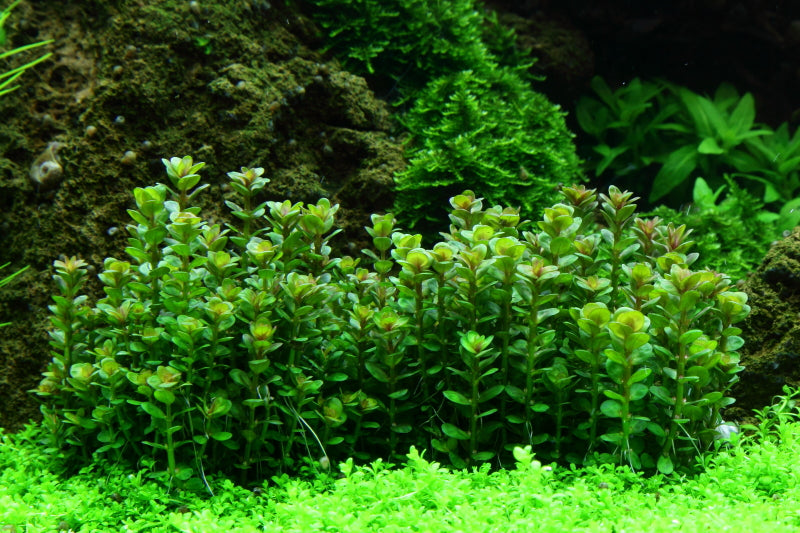 Dennerle Rotala indica Plant-It