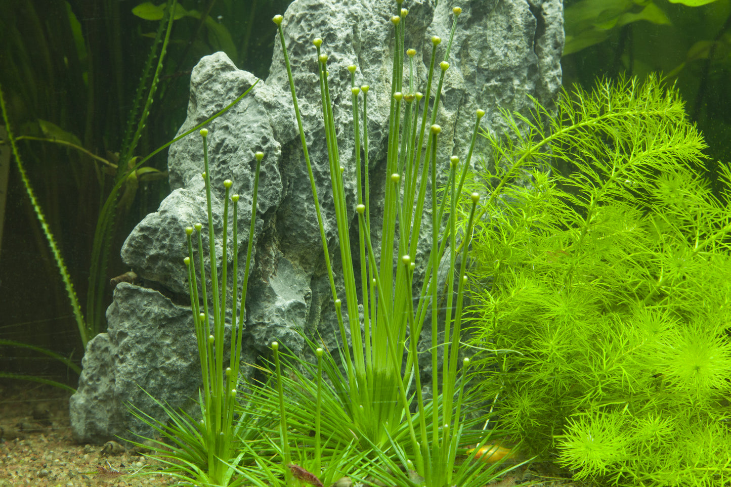 Tropica Eriocaulon cinereum 1-2-GROW