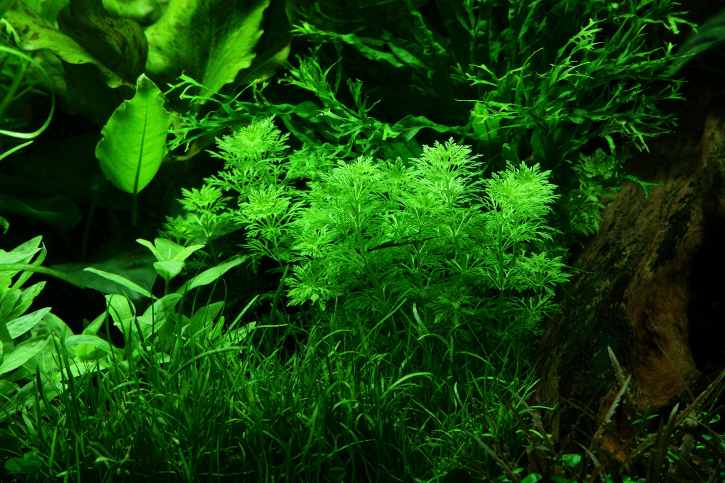 Tropica Limnophila sessiliflora Mini Pot