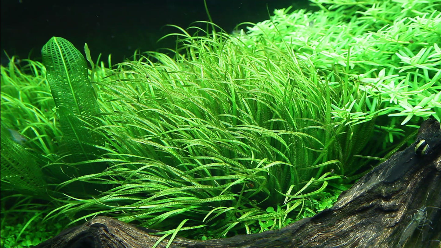 Tropica Blyxa japonica 1-2-GROW