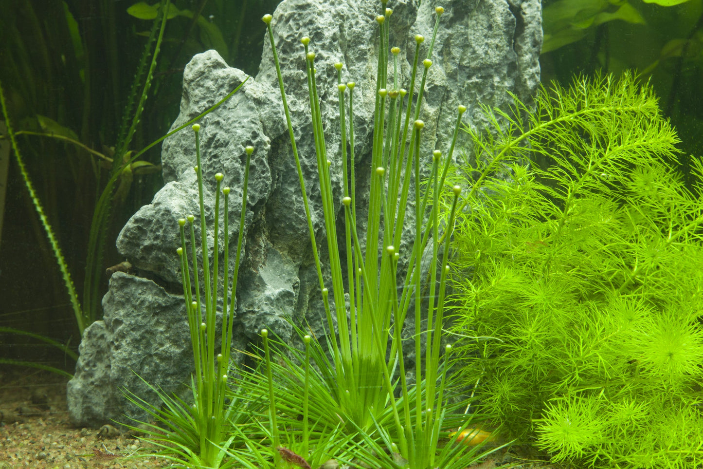 Dennerle Eriocaulon cinereum Plant-It