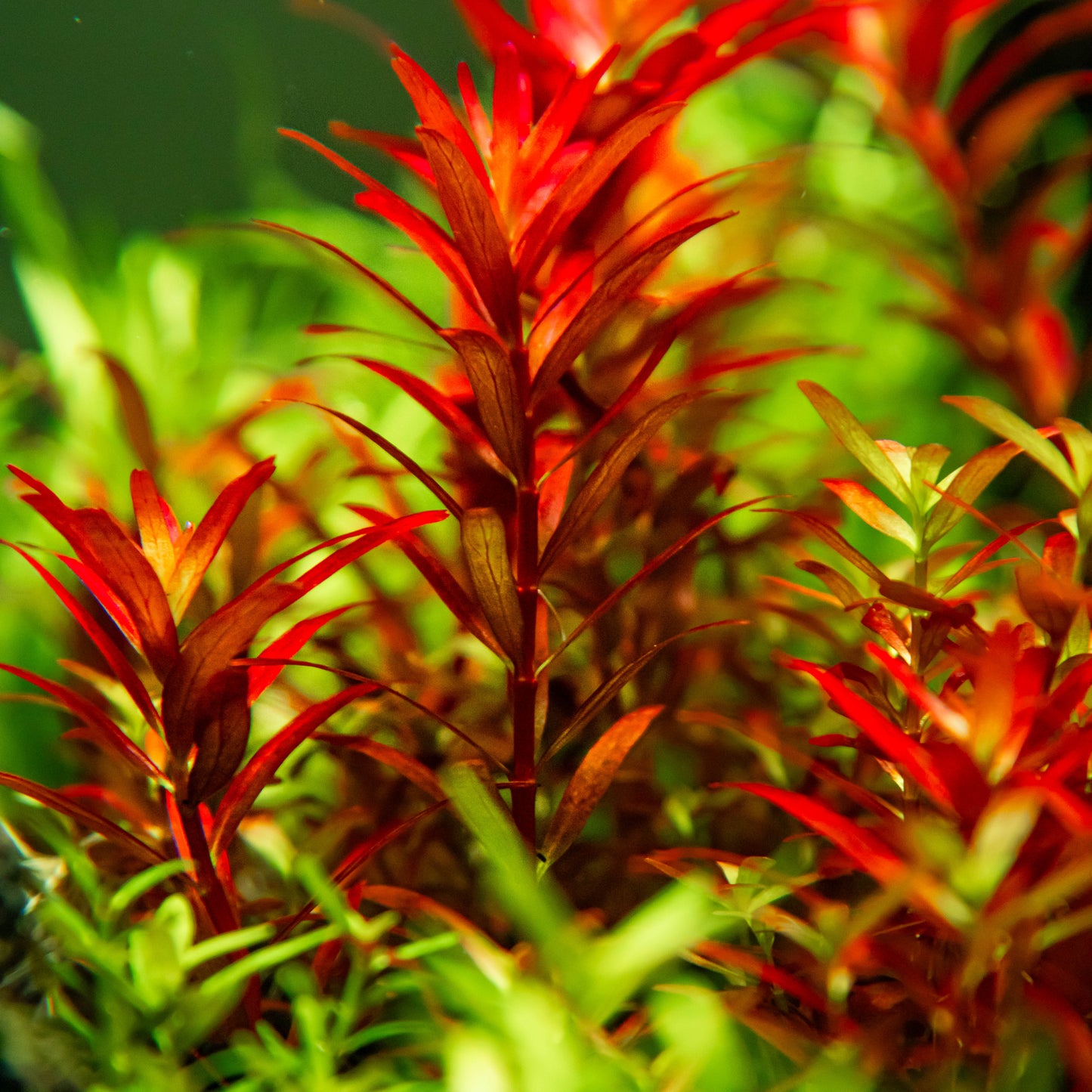 Tropica Rotala rotundifolia 'Blood Red' 1-2-GROW