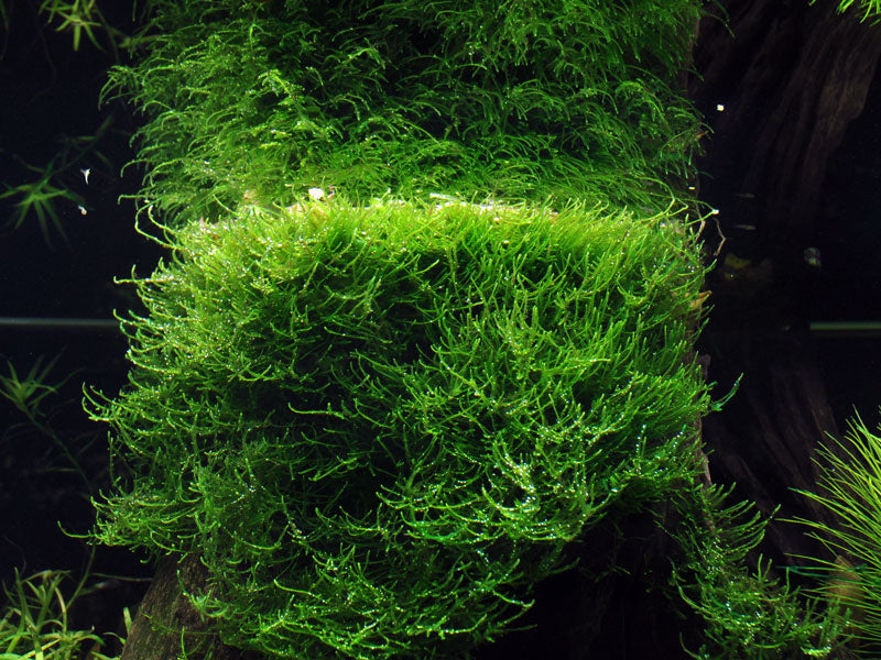 Aquadip Vesicularia dubyana Java Moss In-Vitro
