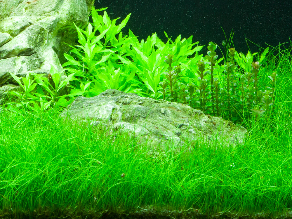 Tropica Eleocharis parvula PCS