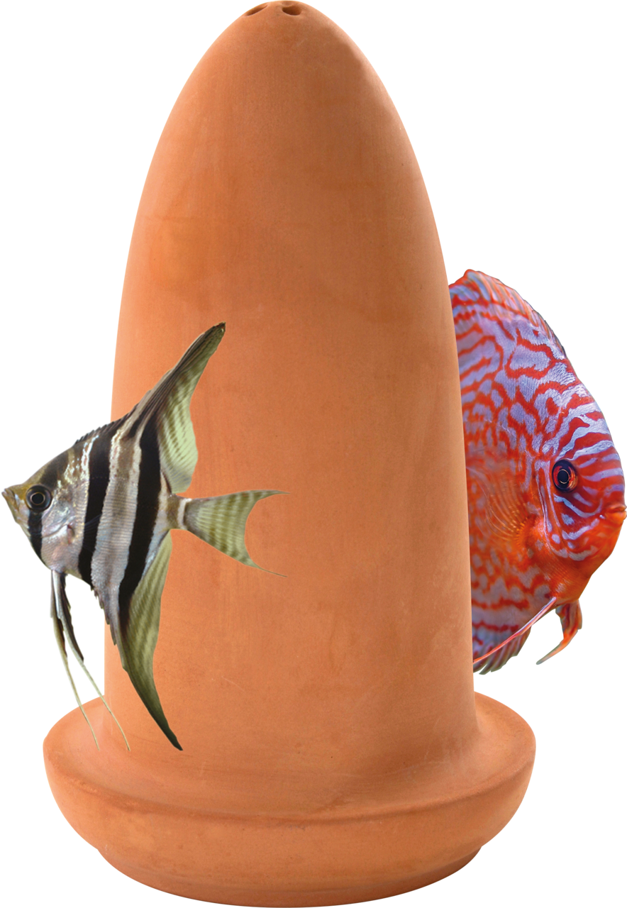 Superfish Spawning Cone