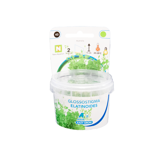 Aquafleur Glossostigma elatinoides Easy Grow