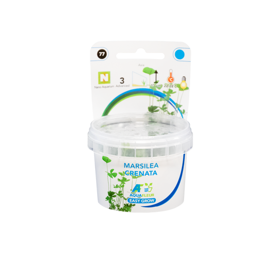 Aquafleur Marsilea crenata Easy Grow