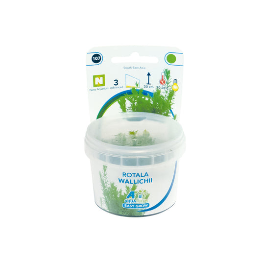 Aquafleur Rotala wallichii Easy Grow