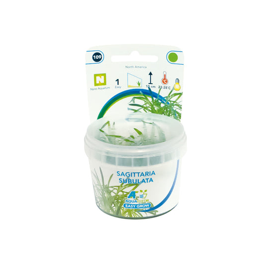 Aquafleur Sagittaria subulata Easy Grow