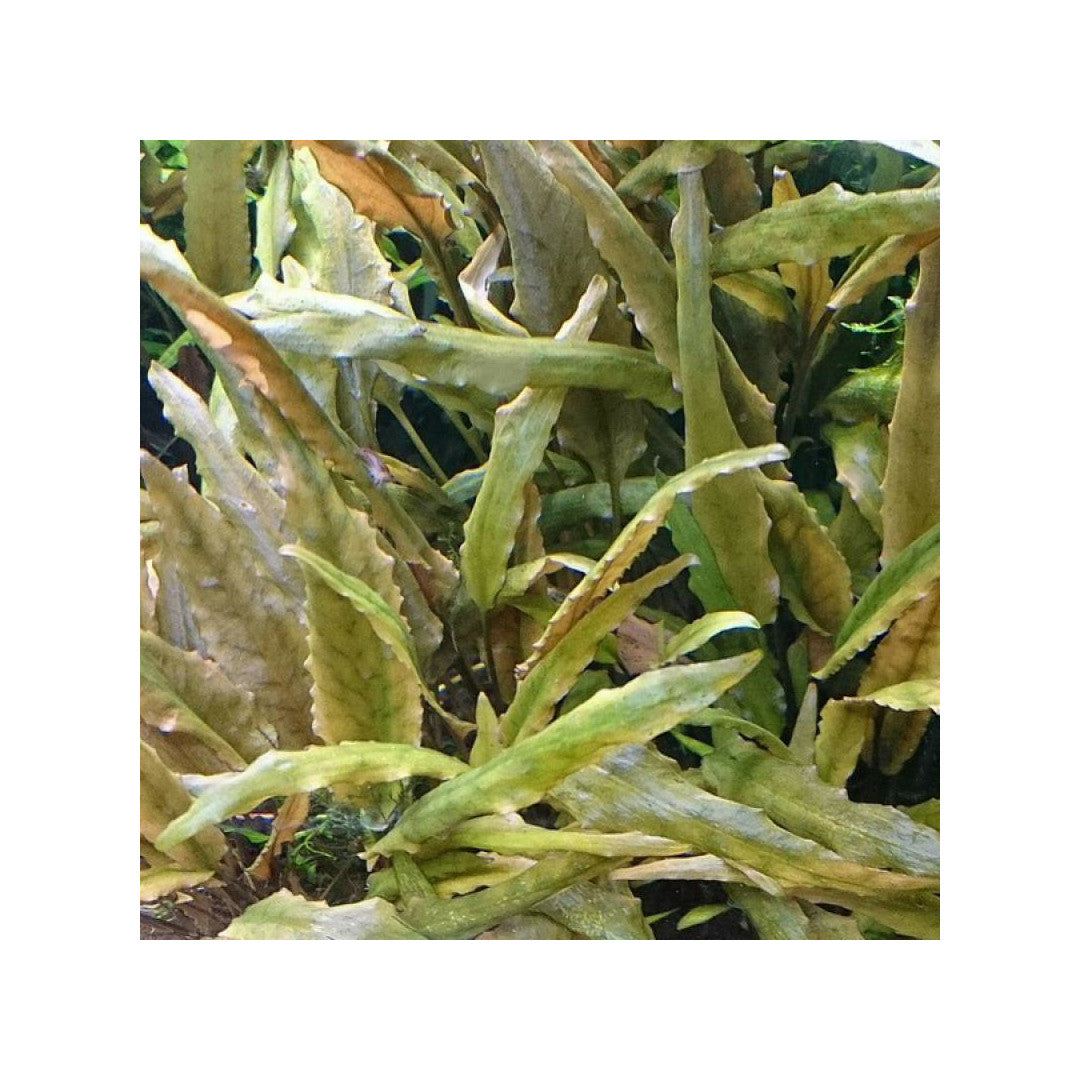 Aquadip Cryptocoryne petchii 'Pink' In-Vitro