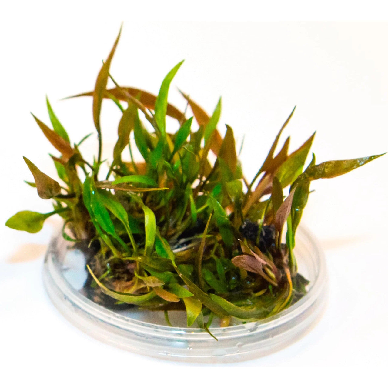 Aquadip Cryptocoryne petchii 'Pink' In-Vitro