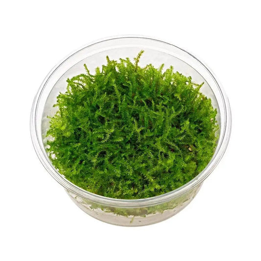 Aquadip Taxiphyllum sp. Creeping Moss In-Vitro