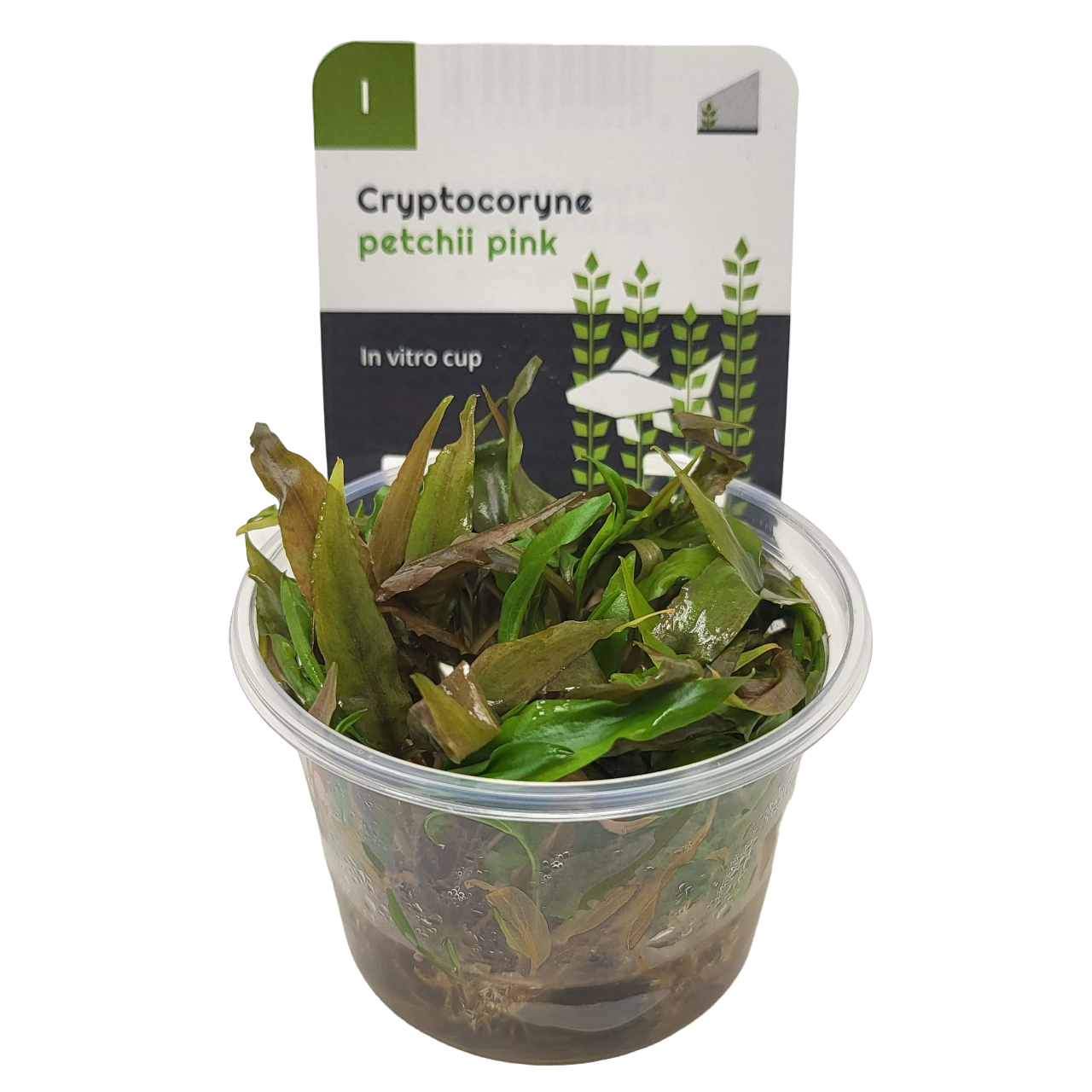 Aquadip Cryptocoryne petchii 'Pink' In-Vitro