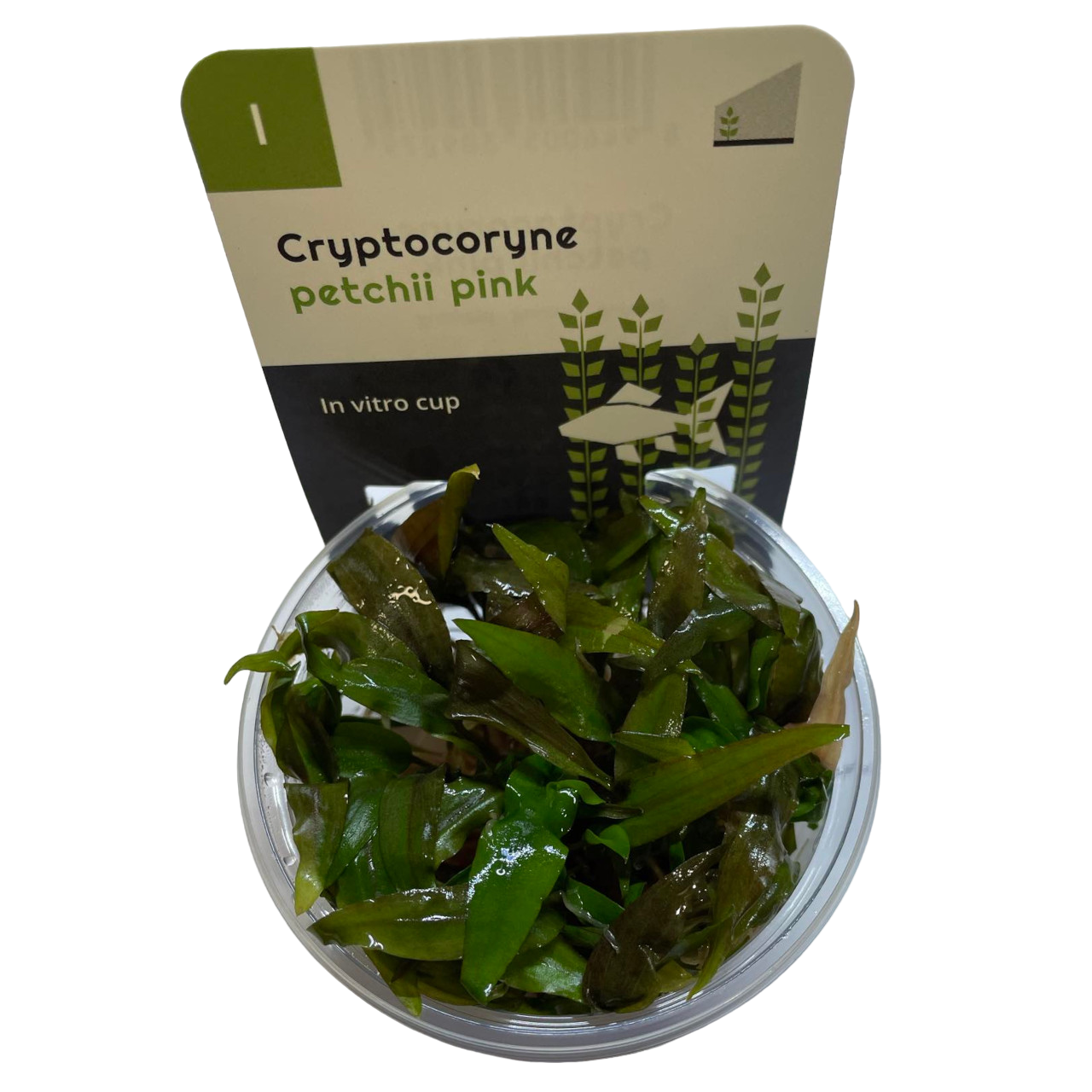 Aquadip Cryptocoryne petchii 'Pink' In-Vitro