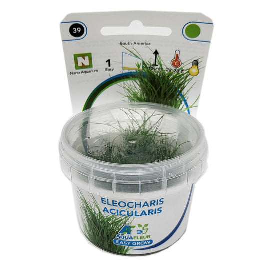 Aquafleur Eleocharis acicularis Easy Grow