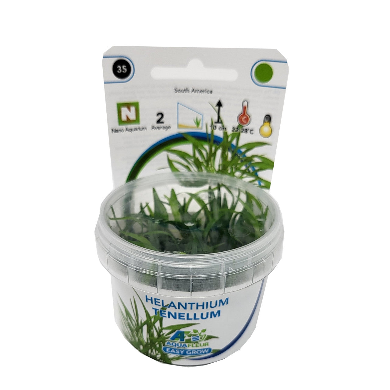 Aquafleur Helanthium tenellum Easy Grow
