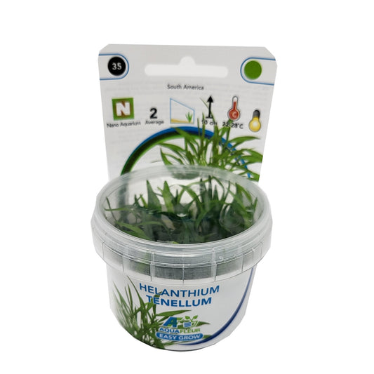 Aquafleur Helanthium tenellum Easy Grow