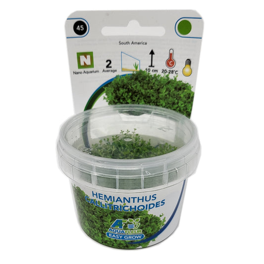 Aquafleur Hemianthus calitrichoides Easy Grow