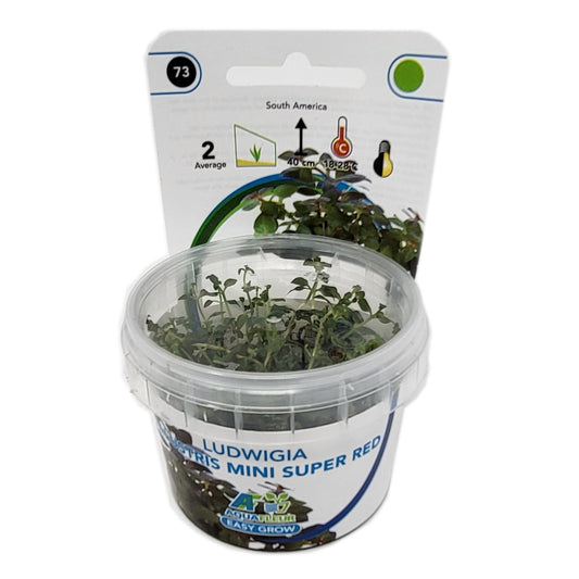 Aquafleur Ludwigia palustris Mini Super Red Easy Grow