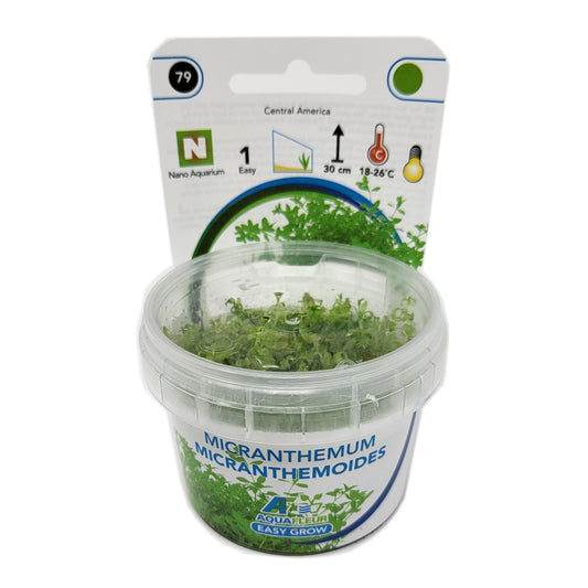 Aquafleur Micranthemum micranthemoides Easy Grow