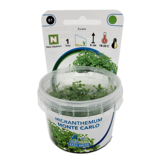 Aquafleur Micranthemum Monte Carlo Easy Grow